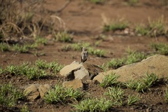 Pinarocorys nigricans