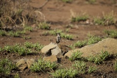 Pinarocorys nigricans