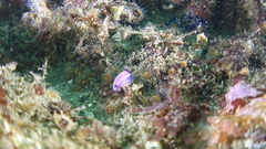 Felimida macfarlandi