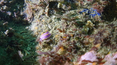 Felimida macfarlandi