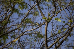 Phylloscopus trochilus trochilus