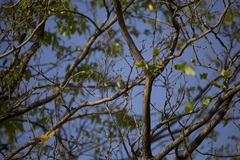 Phylloscopus trochilus trochilus