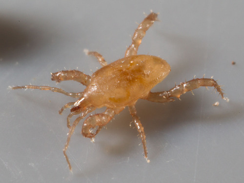 Mesostigmata