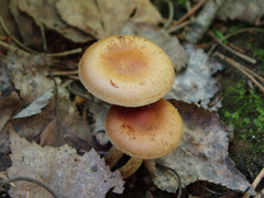 Pholiota highlandensis