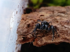 Paraphidippus