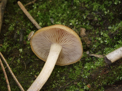 Pholiota highlandensis