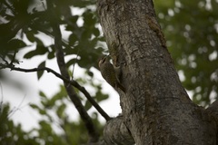 Campethera bennettii bennettii