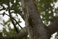 Campethera bennettii bennettii