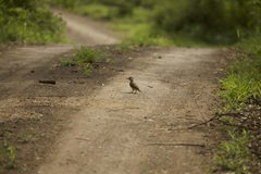 Campethera bennettii bennettii