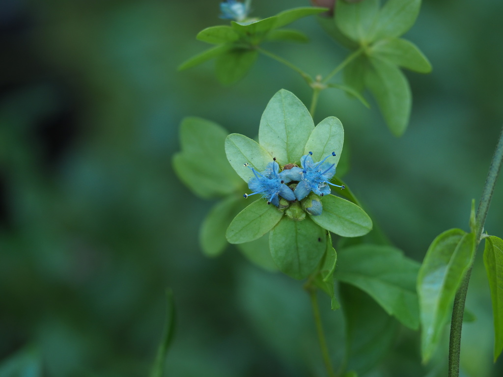 Sphenodesme mollis (Sphenodesme mollis)