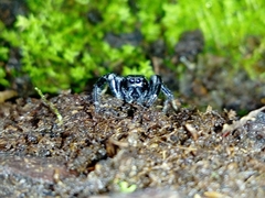 Paraphidippus