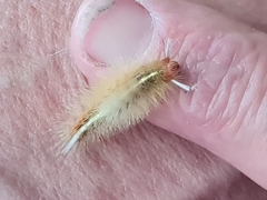 Eudasychira metathermes