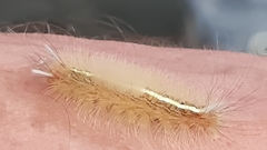 Eudasychira metathermes