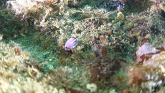 Felimida macfarlandi