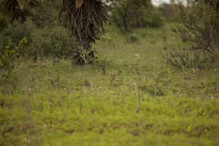 Certhilauda chuana
