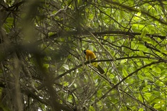 Telophorus nigrifrons