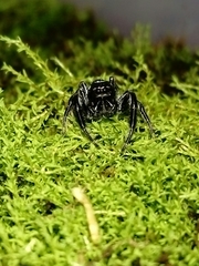 Paraphidippus