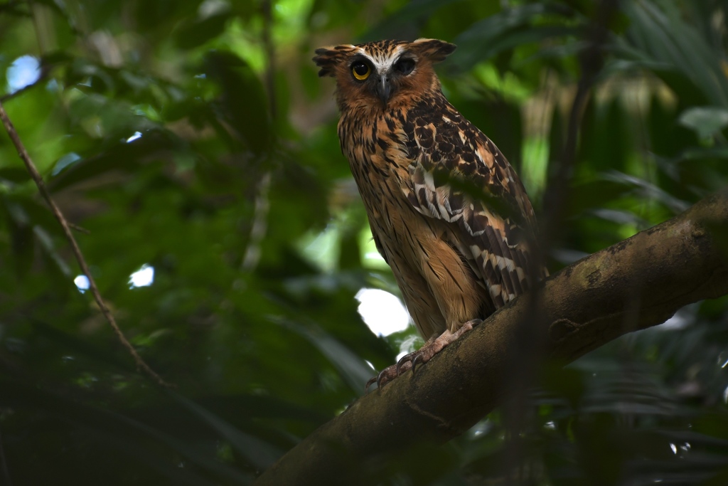 Buffy Fish-Owl