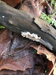 Exidia thuretiana