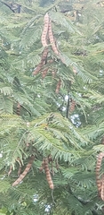 Anadenanthera peregrina
