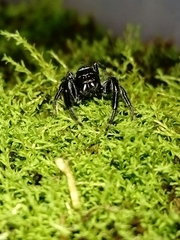 Paraphidippus
