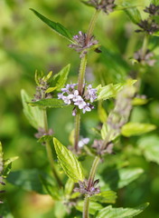 Mentha australis
