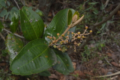 Miconia fallax