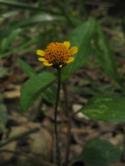 Acmella oppositifolia