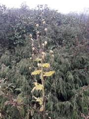Meconopsis paniculata