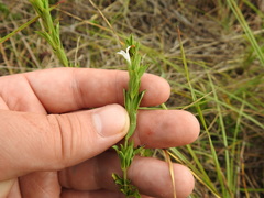 Dyschoriste costata