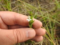 Dyschoriste costata