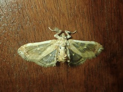 Euleucinodes conifrons