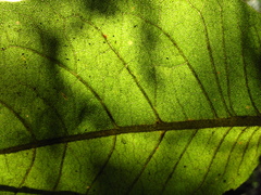 Ageratina asclepiadea