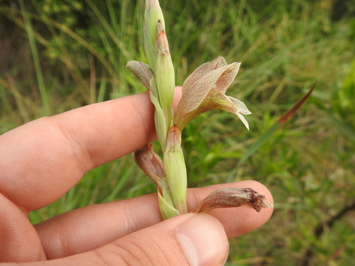 Image of Gladiolus elliotii by (c) Matthew Fainman, some rights reserved (CC BY)