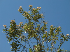 Ageratina asclepiadea