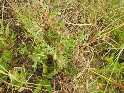 Image of Monsonia angustifolia by (c) Matthew Fainman, some rights reserved (CC BY)