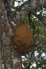 Constrictotermes cyphergaster