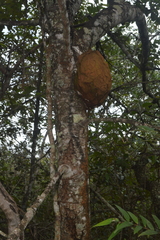 Constrictotermes cyphergaster