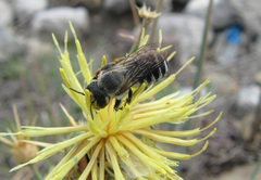 Megachile albisecta