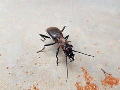 Anthia cinctipennis