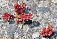 Sedum cespitosum