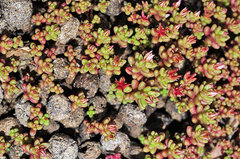 Sedum cespitosum