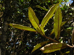 Lepidaploa karstenii