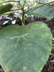 Ocnophiloidea regularis