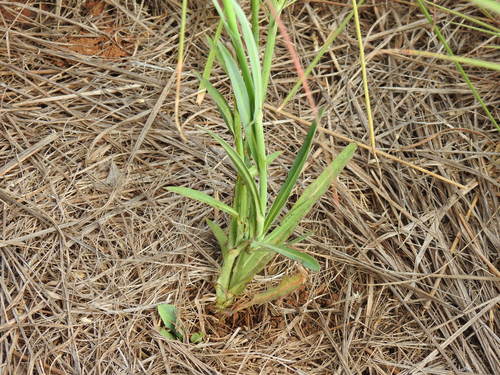 Image of Lactuca inermis by (c) Matthew Fainman, some rights reserved (CC BY)