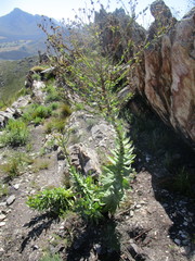 Osteospermum corymbosum