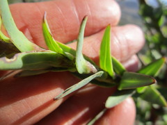 Osteospermum corymbosum