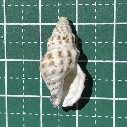 クチベニレイシダマシ