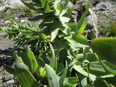 Osteospermum corymbosum