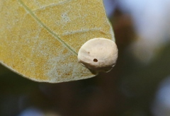 Paracraspis guadaloupensis